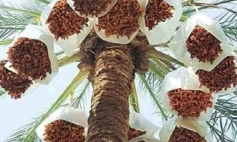 Loại quả "tốt nhất thế giới" chỉ có ở Đồng Tháp, trồng một lần thu hoạch nhiều năm, thành đặc sản nổi tiếng 250.000 đ/kg