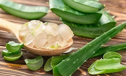 Chiết xuất lô hội và những lợi ích nổi bật trong chăm sóc làn da