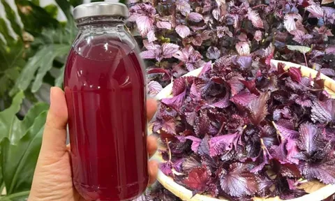 Mẹo nấu lá tía tô uống giải nhiệt, giải độc