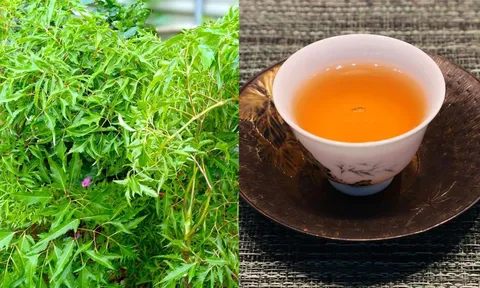 Uống nước lá đinh lăng, cơ thể nhận được lợi ích đặc biệt này