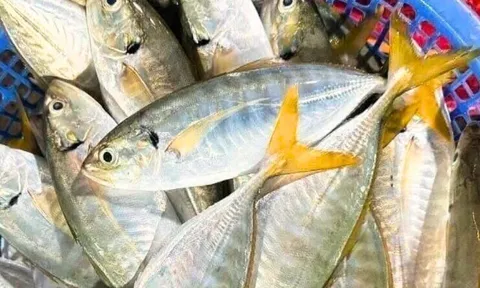 11 loại hải sản được đánh giá tốt nhất thế giới, giàu omega-3 là "khắc tinh" của ung thư, từ 15.000 đồng có thể mua