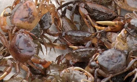 Mua cua đồng về đừng dại nấu ngay, ngâm luôn vào thứ nước này, giun sán trong cua bò ra hết tha hồ chế biến món ăn
