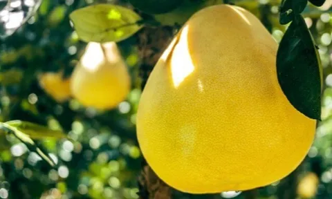 Loại quả "tốt nhất thế giới" chỉ có ở Vĩnh Long, trồng một lần thu hoạch nhiều năm, thành đặc sản được ưa chuộng