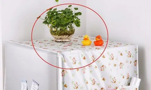 4 loại đồ vật này không nên để trên tủ lạnh, kẻo vận khí trong nhà biến mất, làm ăn kinh khó khăn