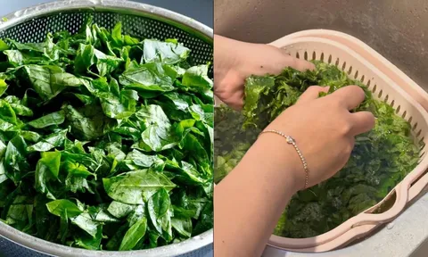 Vì sao người ta phải vò nát rau ngót trước khi nấu?