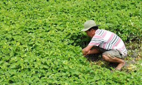 Loại rau giá rẻ được ví là “kháng sinh tự nhiên” có thể ăn hằng ngày, ức chế sự phát triển của vi khuẩn cực hiệu quả