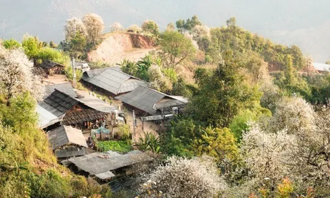 Cách Hà Nội 200 km có một nơi đẹp như tranh vẽ, vừa được săn mây, vừa ngắm hoa sơn tra phủ kín núi cực đẹp