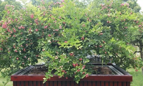 Cây ăn quả quen thuộc lên chậu thành siêu phẩm bonsai, đắt khách vì mang lại tài lộc, có cây giá 7 tỷ đồng