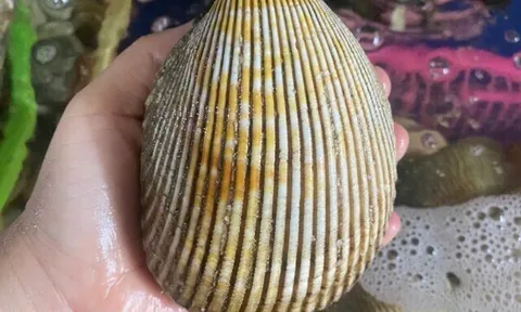 Đặc sản nghe tên "ngượng đỏ mặt", xưa không ai biết đến nay dân thành phố ưa chuộng vì hương vị lạ, 300.000 đồng/kg