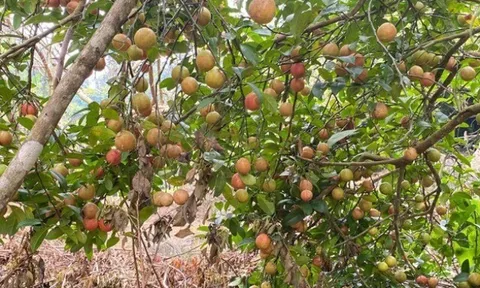 Loại quả "tốt nhất thế giới" chỉ có ở Sơn La, trồng một lần thu hoạch nhiều năm, thành đặc sản nổi tiếng 70.000 đồng/kg