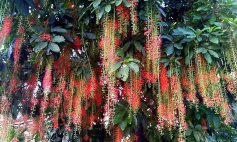 Cây lộc vừng đẹp và hút tài lộc, vì sao nhiều người vẫn tránh trồng trước cổng nhà?