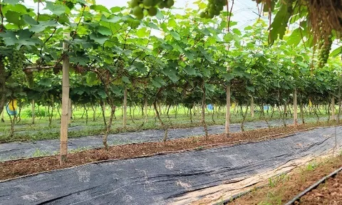 Loại quả "tốt nhất thế giới" chỉ có ở Bắc Ninh, trồng 12 tháng cho thu hoạch, thành đặc sản nổi tiếng giá 200.000 đồng/kg