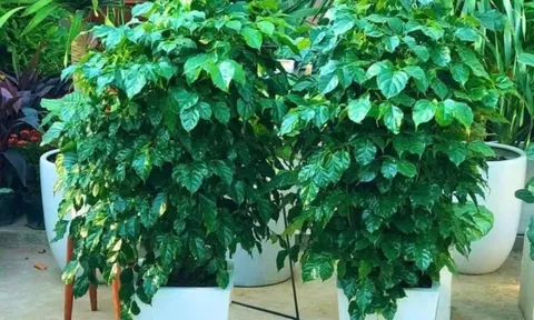 3 loại cây cát lành, bình an, hạnh phúc dễ trồng, đặt góc nào trong phòng khách cũng tốt cho sức khỏe