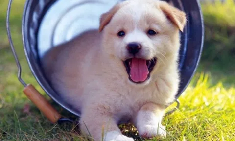 5 loại thú cưng được xem là “bùa may mắn” giúp gia đình hút tài lộc