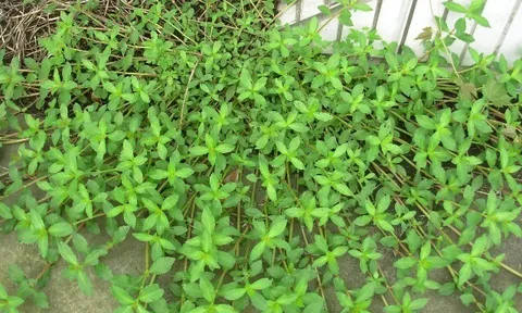 Cây dại mọc bờ bụi nay thành đặc sản nhờ hương vị lạ, nấu món nào cũng ngon, càng ăn càng mê