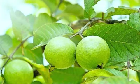 11 loại quả được trồng bạt ngàn ở Việt Nam, giàu chất xơ, giảm mỡ máu tự nhiên và tốt cho tim mạch