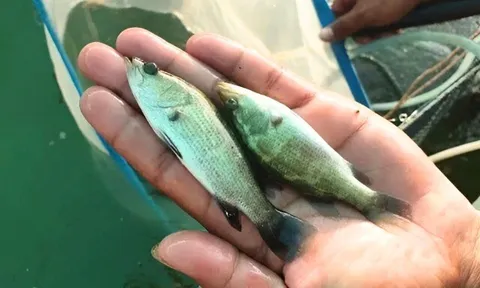 Nuôi loài cá nhỏ bằng ngón tay nhưng sinh trưởng nhanh, 8 tháng sau cho thu hoạch giúp nông dân "đổi đời"