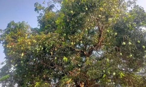 Loại quả "tốt nhất thế giới" chỉ có ở An Giang, trồng một lần thu hoạch nhiều năm, thành đặc sản nổi tiếng 60.000 đ/kg