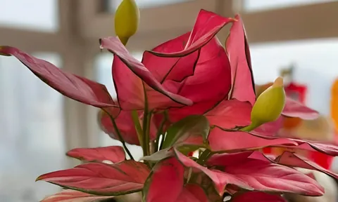 5 loại cây trong nhà cứ nở hoa tài lộc sắp đến