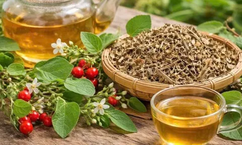 Những người không nên uống cà gai leo?