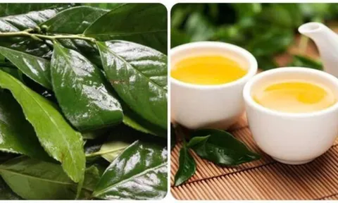 Những người không nên uống chè xanh: Tưởng tốt mà lại hại