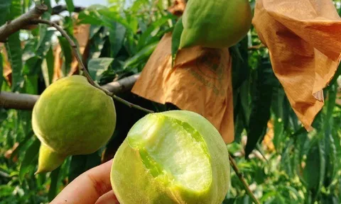 Loại quả “tốt nhất thế giới” chỉ có ở Lào Cai, thành đặc sản nổi tiếng 70.000 đồng/kg, trồng một lần thu hoạch nhiều năm