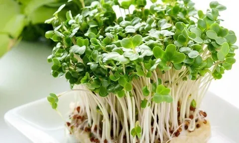 4 loại rau có giá rẻ bèo bán đầy chợ Việt với giá từ 5.000 đồng, ăn lúc nảy mầm mới giàu dinh dưỡng