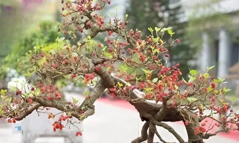 Cây ăn quả ở quê lên chậu thành bonsai đẹp lạ, được săn lùng vì ý nghĩa phong thủy, có cây giá chục triệu đồng