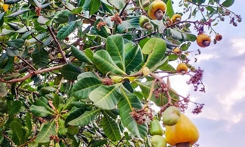 Loại quả "tốt nhất thế giới" chỉ có ở Tây Nguyên, trồng một lần thu hoạch nhiều năm, thành đặc sản nổi tiếng 200.000 đồng/kg