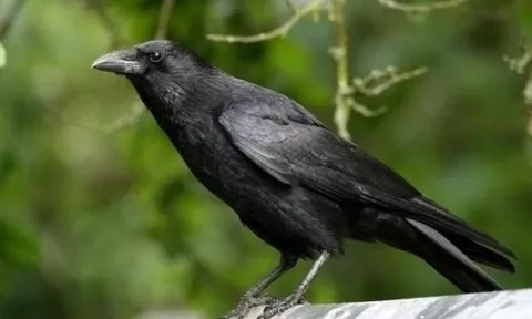 Con cái hỗn hào? Áp dụng ngay “Luật Quạ” – Phương pháp dạy con hiện đại, giữ trọn quyền uy cha mẹ