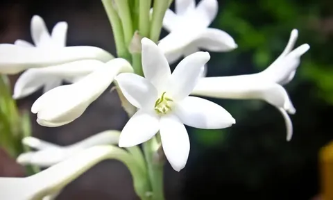 Mùng 1 thắp hương đừng chỉ chọn mỗi hoa Cúc, chọn hoa này vừa thơm vừa lộc