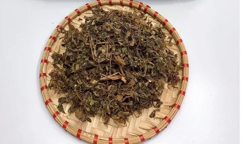 Phơi khô lá đinh năng rồi đun nước uống, 3 ngày sau thấy ngay điều kì diệu