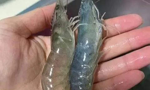 Tôm sông với tôm biển: Khác biệt lớn nhất là gì và loại nào giàu canxi hơn?