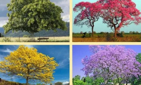 Trắc nghiệm thú vị: Khám phá bạn sẽ giàu thứ gì nhất trong tương lai