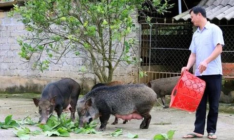 Nông dân nuôi con hiền lành, tối ngày cho ăn hoa quả trồng sau nhà, nhàn tênh "đút túi" trăm triệu đồng