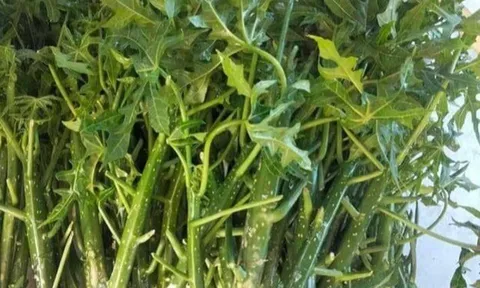 Cây mọc bờ rào "ngọt như mì chính", trồng một lần hái bán quanh năm, thành đặc sản có hương vị lạ được ưa chuộng