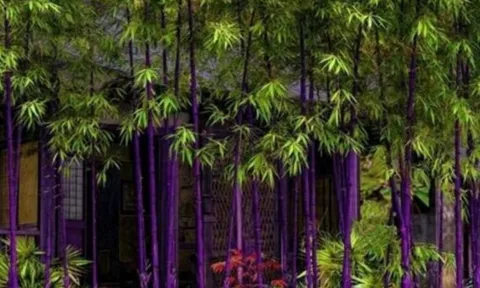 Loại cây phong thủy được giới nhà giàu ưa chuộng trồng trong sân vườn để cầu tài lộc, trường thọ