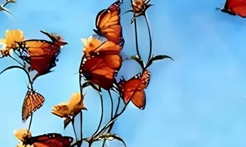 Trắc nghiệm hình ảnh: Điều bạn nhìn thấy đầu tiên tiết lộ bước ngoặt tương lai chính xác bất ngờ