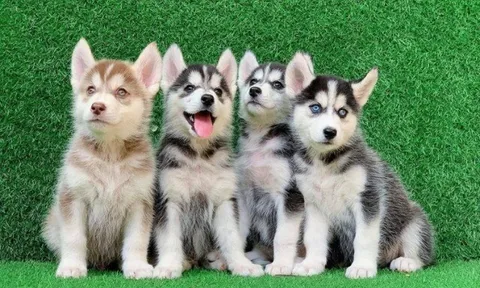 5 giống chó cảnh dễ nuôi nhất ở Việt Nam: Không kén ăn, trung thành và huấn luyện nhanh