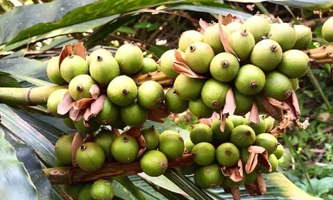 Nghề lạ ở Việt Nam: Tới mùa thu hoạch bà con kéo nhau vào rừng săn “lộc trời”, nhìn tưởng dễ nhưng ít ai làm được