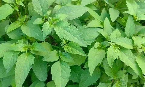 Cây rau ở quê có vị đắng nay thành đặc sản hương vị lạ, trồng một lần hái bán quanh năm, 70.000 đồng/kg
