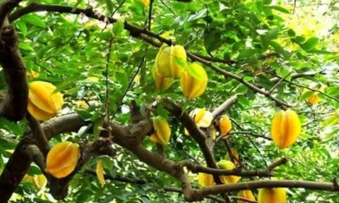 2 vị trí trồng khế hút tài lộc trong nhà chỉ cần 1 cây là gia chủ gặp vận may