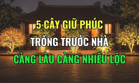 5 loại cây mọc ở nhà nào nhà đấy Lộc, tiền tài kéo theo về