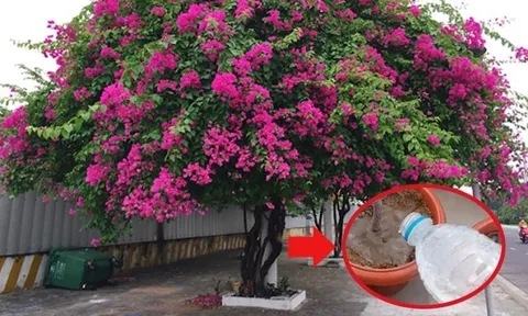 Hoa giấy thích uống nhất loại nước này, tưới vào hoa bung nở từng chùm to