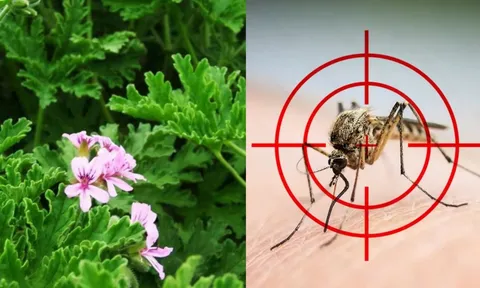 Nhà nhiều muỗi, trồng ngay 5 loại cây này: Vừa đẹp, vừa đuổi côn trùng