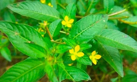 Cây dại mọc ven sông có tên lạ, xưa không ai ngó ngàng nay là đặc sản thành phố nhờ hương vị khác biệt