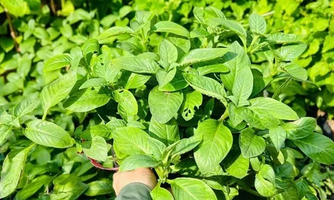 Cây rau dại mọc bờ rào nay thành đặc sản nổi tiếng có hương vị lạ, trồng 3 tháng là thu hoạch, 100.000 đồng/kg