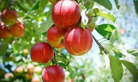 Cảnh báo: 2 loại củ quả chứa nhiều hạt vi nhựa nhưng người Việt vẫn ăn hàng ngày