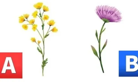 Trắc nghiệm tâm lý: Khám phá tương lai mười năm tới của bạn chính xác nhất