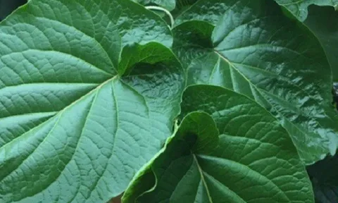 Cây mọc bờ rào được ví như "lá kim cương", trồng một lần hái bán quanh năm, thành đặc sản có hương vị lạ được ưa chuộng